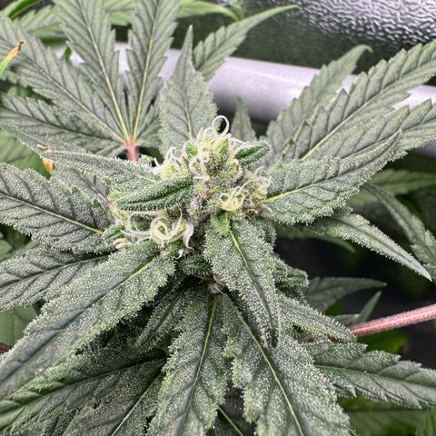 Mimosa x Orange Punch growlog timeline photo