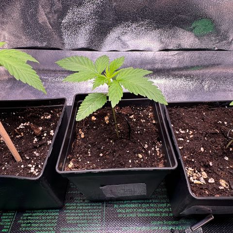 Lemon Zkittle growlog timeline photo