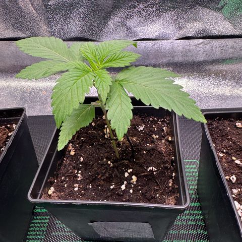 Lemon Zkittle growlog timeline photo
