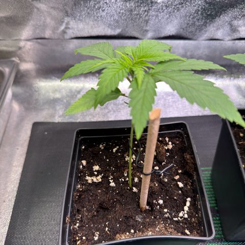 Criminal+ growlog timeline photo