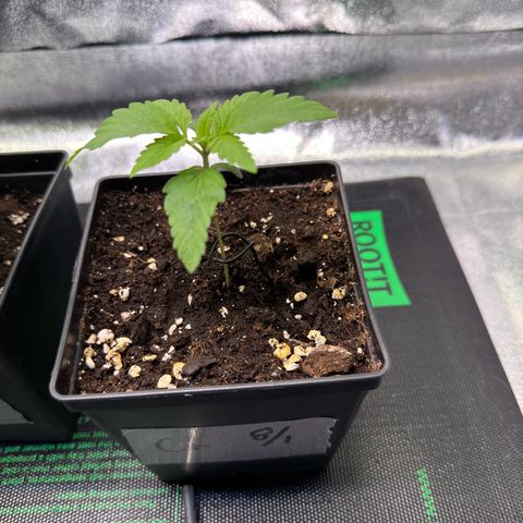 Criminal + growlog timeline photo