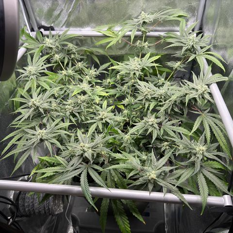 Mimosa x Orange Punch growlog timeline photo