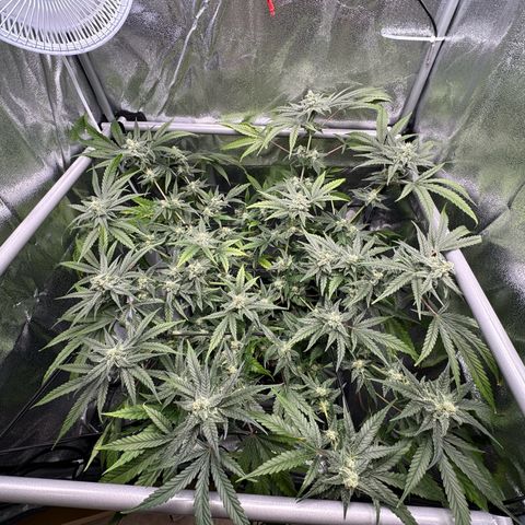 Mimosa x Orange Punch growlog timeline photo