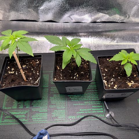 Criminal + growlog timeline photo