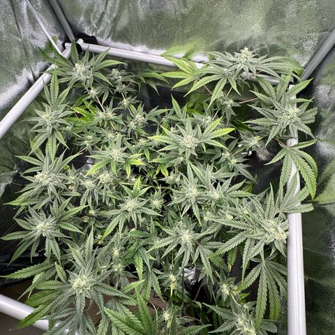 Mimosa x Orange Punch growlog timeline photo