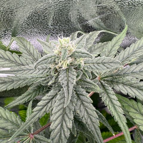 Mimosa x Orange Punch growlog timeline photo
