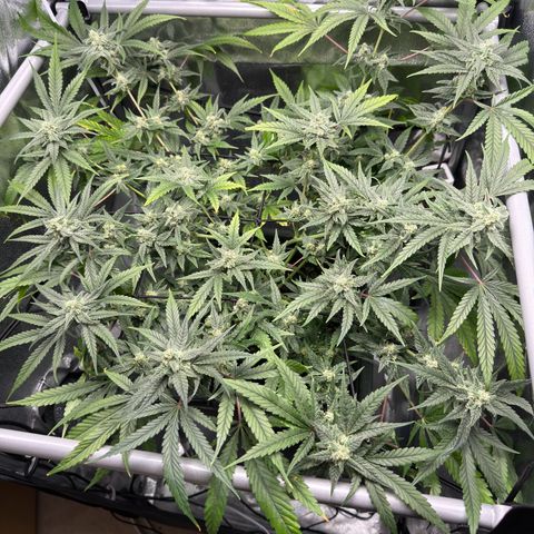 Mimosa x Orange Punch growlog timeline photo