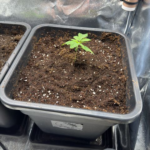 Criminal + growlog timeline photo