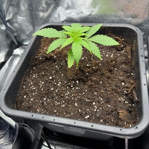 Criminal+ growlog timeline photo