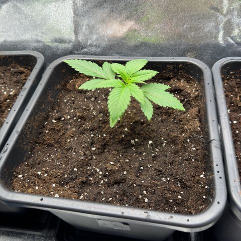 Lemon Zkittle growlog timeline photo