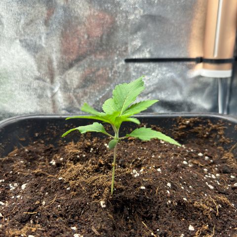 Criminal + growlog timeline photo