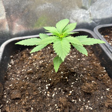 Lemon Zkittle growlog timeline photo