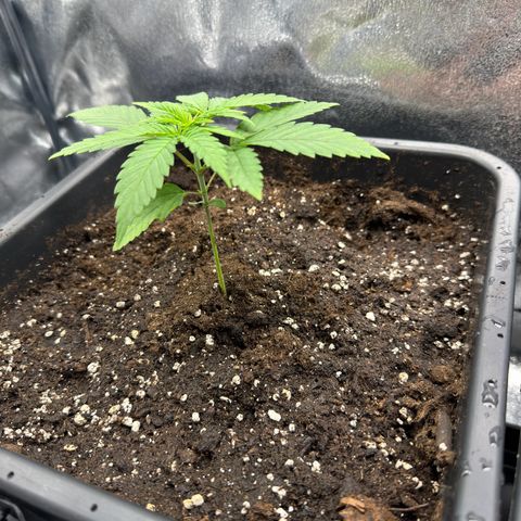 Criminal+ growlog timeline photo