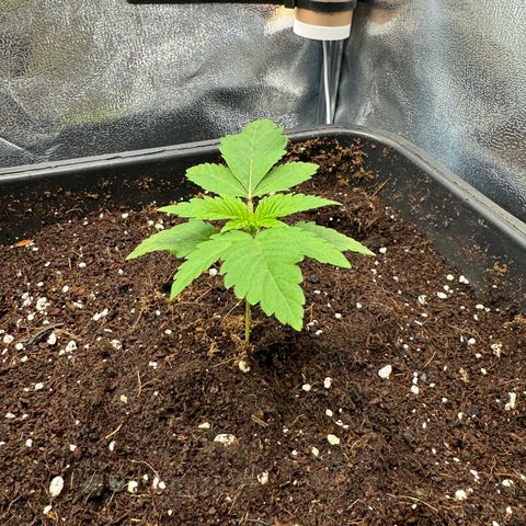 Criminal + growlog timeline photo