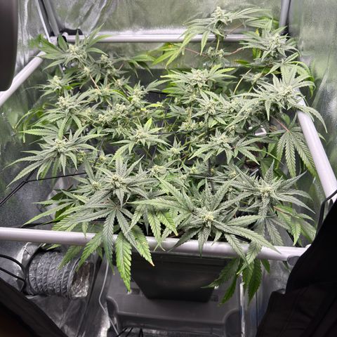 Mimosa x Orange Punch growlog timeline photo