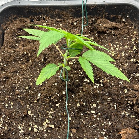 Criminal+ growlog timeline photo