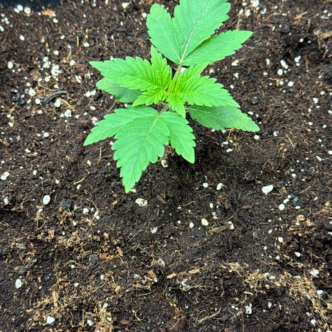Criminal + growlog timeline photo