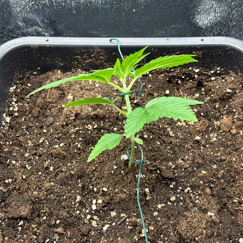 Lemon Zkittle growlog timeline photo