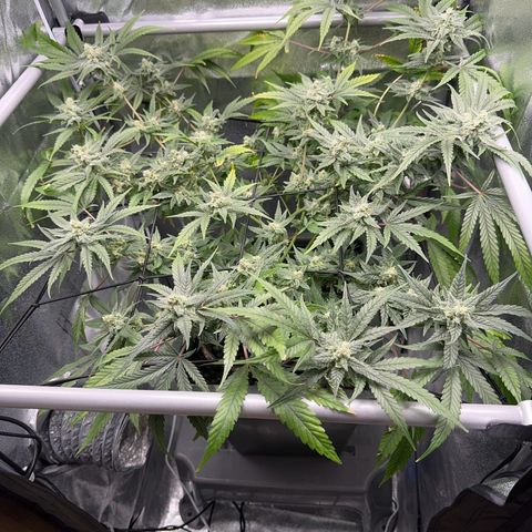 Mimosa x Orange Punch growlog timeline photo