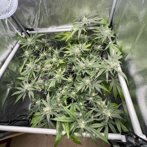 Mimosa x Orange Punch growlog timeline photo