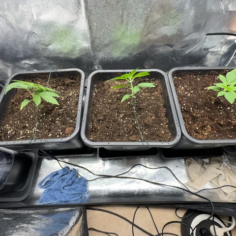 Criminal + growlog timeline photo