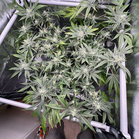 Mimosa x Orange Punch growlog timeline photo