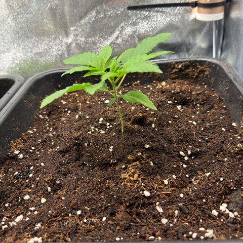 Criminal + growlog timeline photo