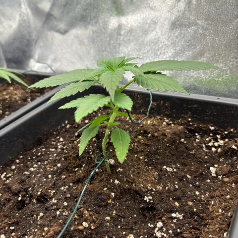 Lemon Zkittle growlog timeline photo