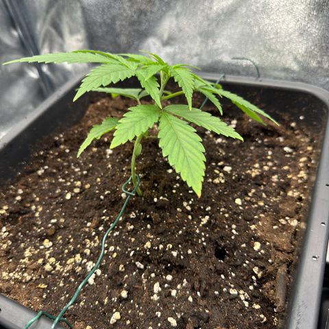Criminal+ growlog timeline photo