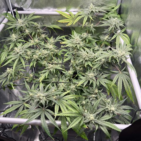 Mimosa x Orange Punch growlog timeline photo