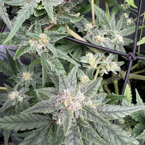Mimosa x Orange Punch growlog timeline photo