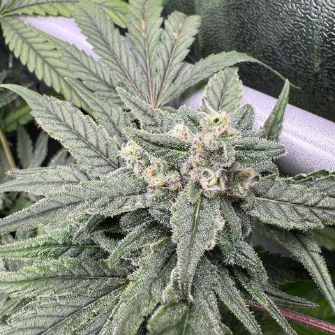 Mimosa x Orange Punch growlog timeline photo