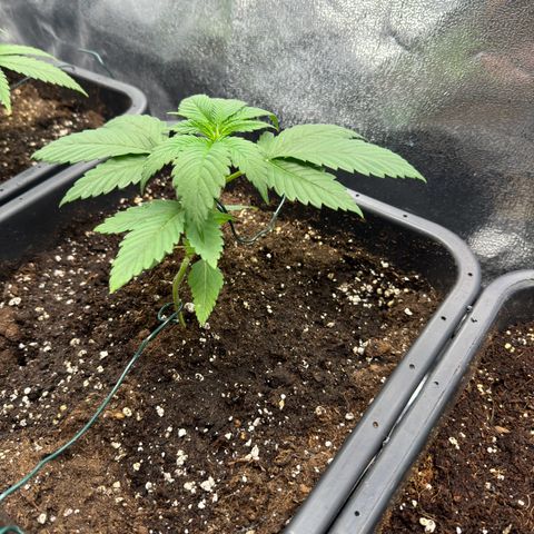 Lemon Zkittle growlog timeline photo
