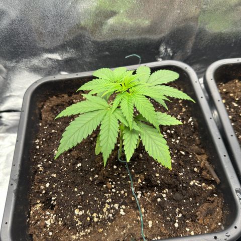 Criminal+ growlog timeline photo