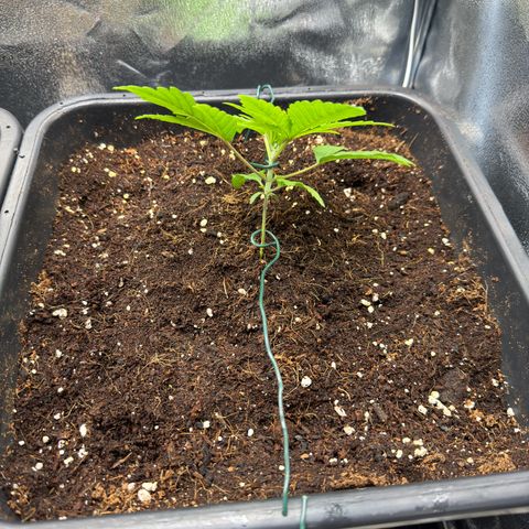 Criminal + growlog timeline photo