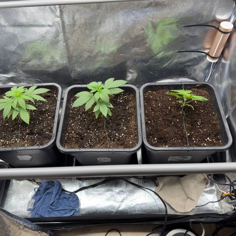 Criminal + growlog timeline photo