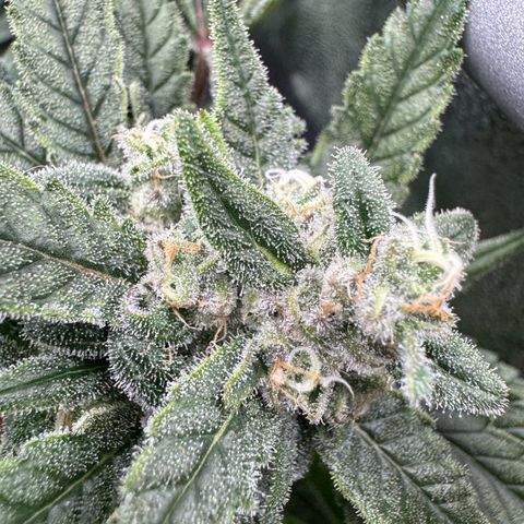 Mimosa x Orange Punch growlog timeline photo