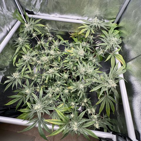Mimosa x Orange Punch growlog timeline photo