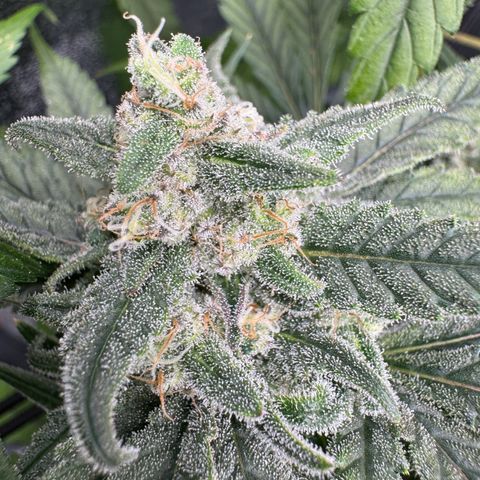 Mimosa x Orange Punch growlog timeline photo