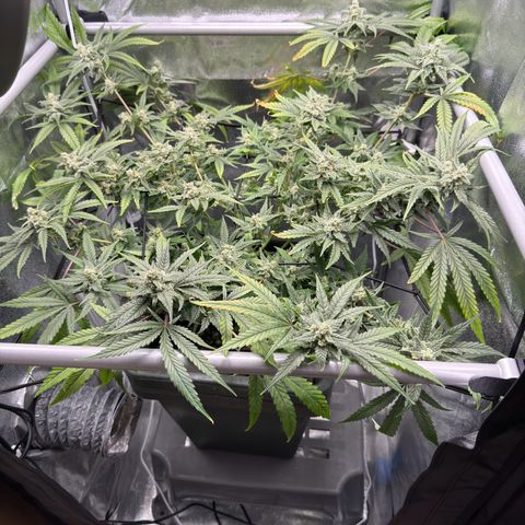 Mimosa x Orange Punch growlog timeline photo