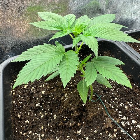 Lemon Zkittle growlog timeline photo