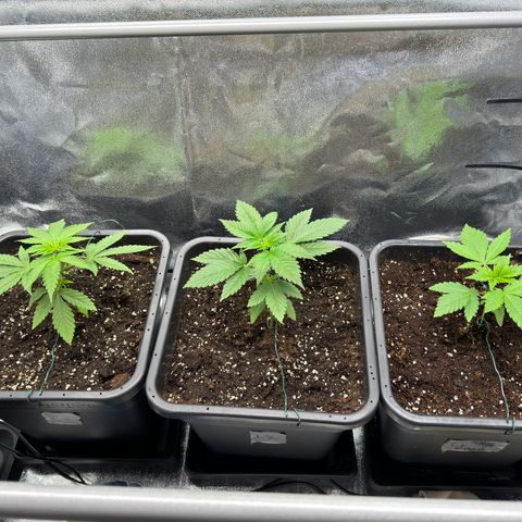 Criminal + growlog timeline photo