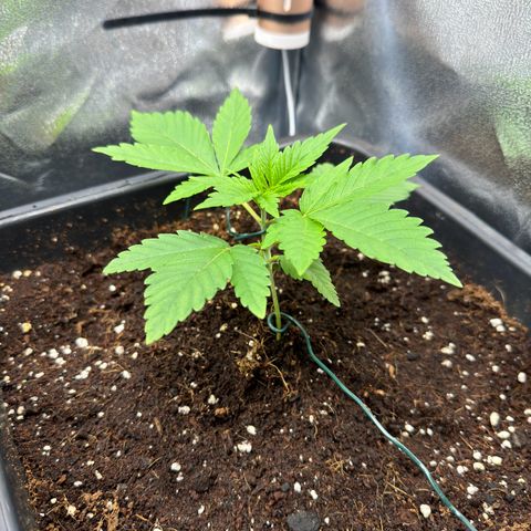 Criminal + growlog timeline photo
