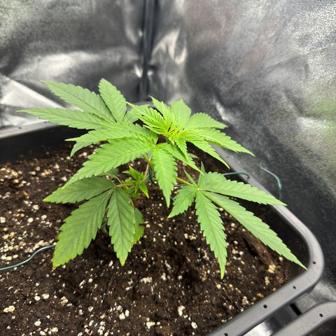 Criminal+ growlog timeline photo