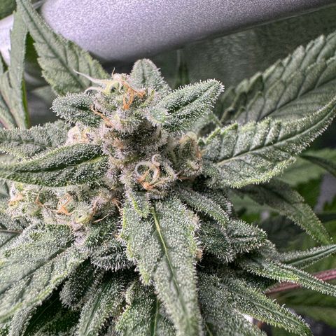 Mimosa x Orange Punch growlog timeline photo