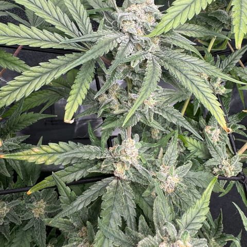 Mimosa x Orange Punch growlog timeline photo