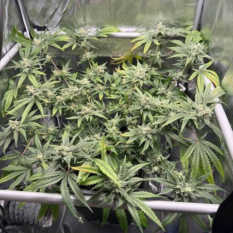 Mimosa x Orange Punch growlog timeline photo