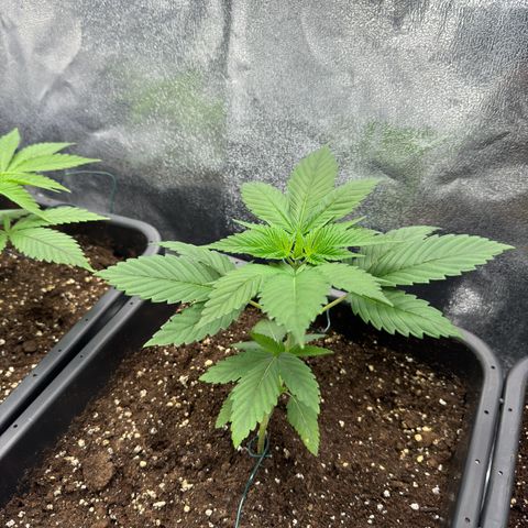 Lemon Zkittle growlog timeline photo