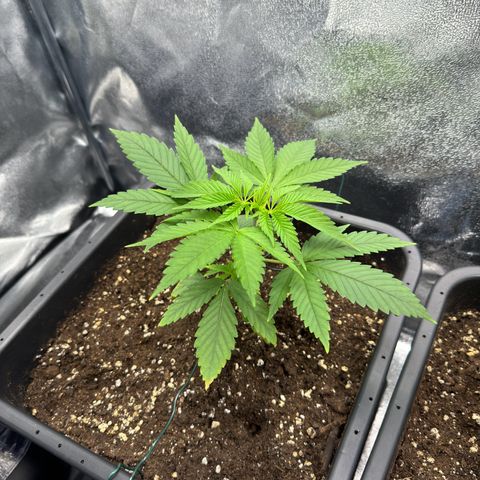 Criminal+ growlog timeline photo
