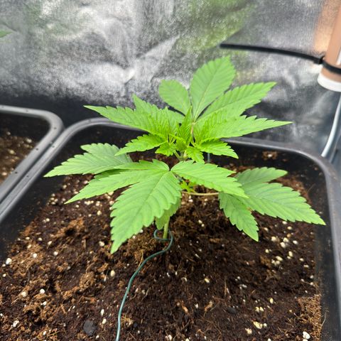 Criminal + growlog timeline photo